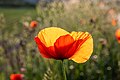 * Nomination Poppy flower on the edge of the field in Froebelstrasse in Dülmen, North Rhine-Westphalia, Germany --XRay 03:43, 13 July 2021 (UTC) * Promotion  Support Good quality -- Johann Jaritz 03:50, 13 July 2021 (UTC)