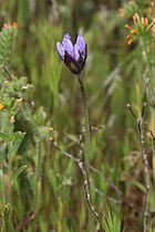 Dichelostemma capitatum