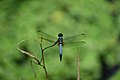 Rufous-backed Marsh Hawk dragonfly