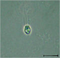 Codosiga sp. cell with a stalk