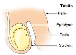 Illu testis 1b.jpg