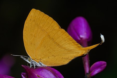 Loxura atymnus (Yamfly)