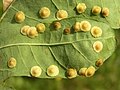 Neuroterus quercus-baccarum; rewiś dębowy, rewiś jagodek; Polska