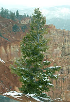 Ponderosa Point, Bryce Canyon National Park, Utah