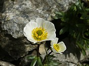   Ranunculus glacialis