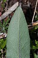 Senecio integerrimus