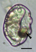 Bmc evol bio hoppenrath Warnowia ocelloid fig1g.png