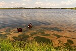 2 Blässhühner am See-Ufer (2001)