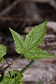 Clematis occidentalis