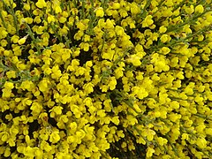 Cytisus oromediterraneus 3.jpg