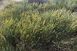 Cytisus oromediterraneus kz05.jpg