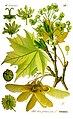 Acer platanoides plate 325 in: Otto Wilhelm Thomé: Flora von Deutschland, Österreich u.d. Schweiz, Gera (1885) (modified)