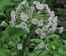 J20160310-0063—Petasites frigidus var palmatus—RPBG (25217947653).jpg