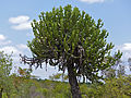 Euphorbia cooperi