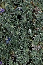 Lupinus excubitus