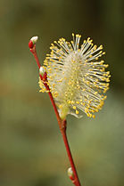 Salix