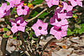 Adenium swazicum