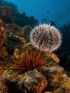 Tripneustes ventricosus (West Indian Sea Egg) and Echinometra viridis (Reef Urchin)