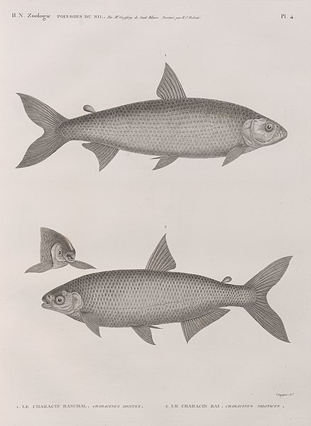 Pl.4 - 1. Le Characin raschal (Characinus dentex) 2. Le Characin rai (Characinus niloticus)