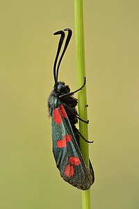 Commons:Featured picture candidates/Set/Zygaena filipendulae