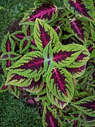 Coleus plant top view.gk.jpg