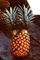 Double pineapple Jodensavanne, Suriname