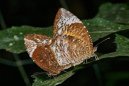 Elymnias caudata (Tailed Palmfly)