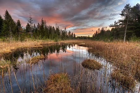 "Kaltenbach-spring in Kirchsee-Filz near Sachsenkam" by User:Rolandphoto