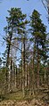 Pinus rigida (on the left) and Pinus banksiana (on the right)