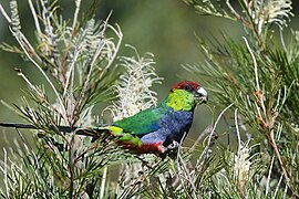 Redcap parrot - 50937891627.jpg