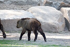 Sichuan-Takin-18.jpg