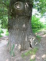 Bark on old tree