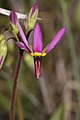 Dodecatheon poeticum