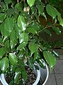 Ficus benjamina (Weeping Fig)