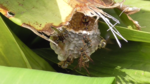 Japanese paper wasps on their nest (Polistes snelleni)