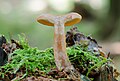 Lactarius britannicus