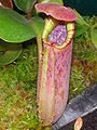 Pitcher of Nepenthes truncata