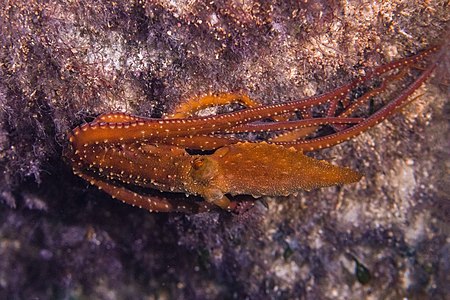 Pulpo patudo (Callistoctopus macropus), Cynthiana, Pafos, Chipre, 2021-12-11, DD 26