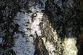 Betula pendula closeup