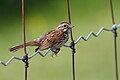 22 Song Sparrow uploaded by Cephas, nominated by Cephas
