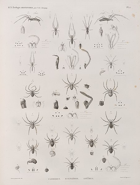 Pl.2 - Ulobores, Eugnathes, Epéïres