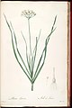 Allium ramosum (orig. Allium tataricum), 1805