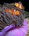 32 Anemone purple anemonefish uploaded by Nhobgood, nominated by Citron