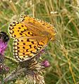 Argynnis aglaja