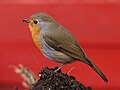 Erithacus rubecula in Germany