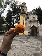 Flor de cempasúchil e iglesia "La Conchita".jpg