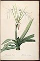 Hymenocallis littoralis (orig. Pancratium littorale), 1807