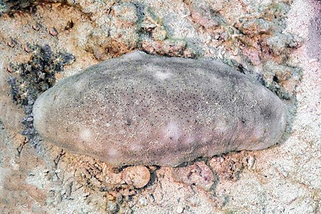 Pepino de mar (Holothuria fuscogilva), parque nacional Ras Muhammad, Egipto, 2022-03-28, DD 119