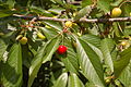 Ripening fruit