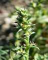 Spring Mountains, NV, inflorescence